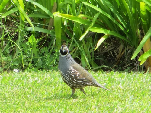 Cotswold Cottage Bed and Breakfast image 36